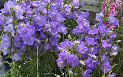 Campanula persicifolia